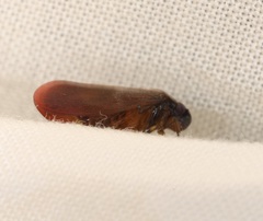 Eoscarta karschi