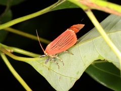 Arctioblepsis rubida