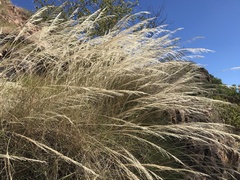 Triodia stenostachya