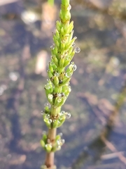 Equisetum arvense