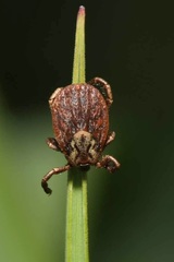 Dermacentor marginatus