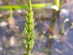 Equisetum arvense
