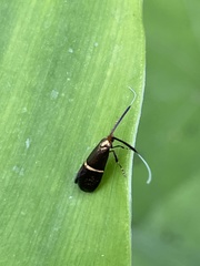 Nemophora aurifera