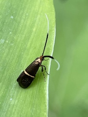 Nemophora aurifera