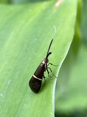 Nemophora aurifera