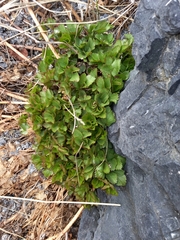 Ligusticum scothicum