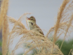 Acrocephalus orientalis