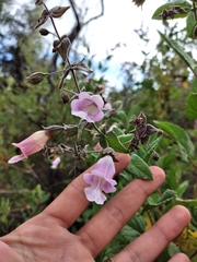 Lepechinia cardiophylla
