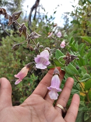 Lepechinia cardiophylla