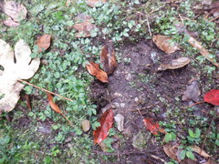 Elaeocarpus japonicus