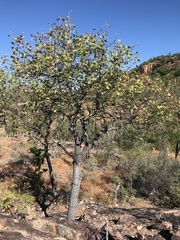 Brachychiton chillagoensis