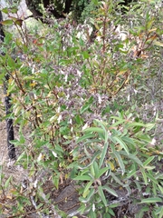 Lepechinia cardiophylla