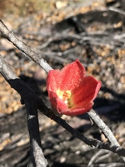 Brachychiton chillagoensis