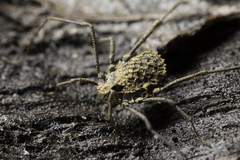 Ortholasma rugosum