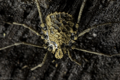Ortholasma rugosum