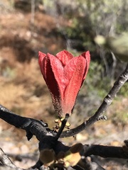 Brachychiton chillagoensis