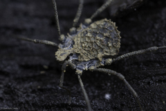 Ortholasma rugosum