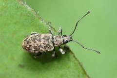 Lepidepistomodes fumosus