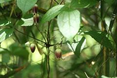 Clematis japonica