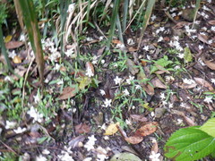 Alniphyllum pterospermum