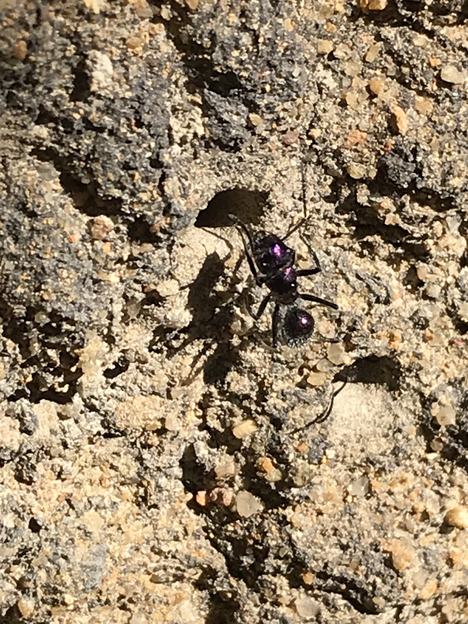 Calomyrmex splendidus