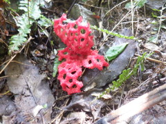 Clathrus
