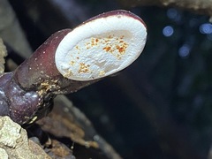 Ganoderma chalceum