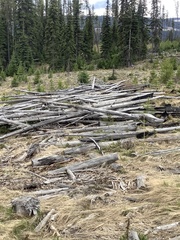 Urocitellus columbianus