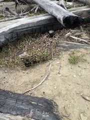 Urocitellus columbianus