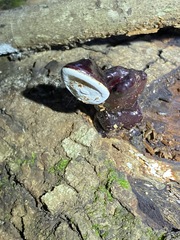 Ganoderma chalceum