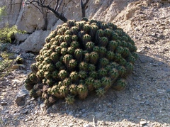 Ferocactus robustus