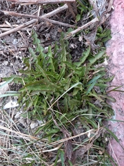 Taraxacum ceratophorum
