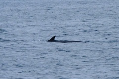 Balaenoptera physalus