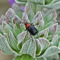 Cryptocephalus sanguinicollis