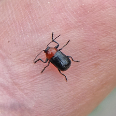 Cryptocephalus sanguinicollis