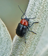 Cryptocephalus sanguinicollis
