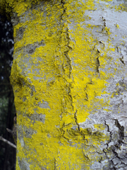 Chrysothrix xanthina