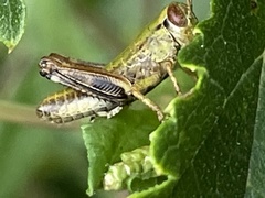 Parapodisma