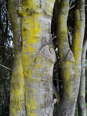 Chrysothrix xanthina