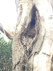 Pseudocheirus peregrinus