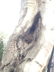 Pseudocheirus peregrinus