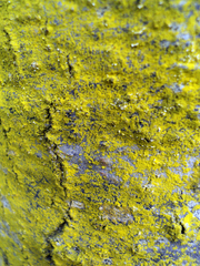 Chrysothrix xanthina