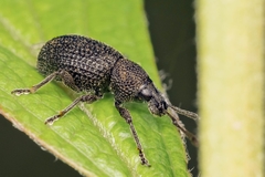 Otiorhynchus pinastri