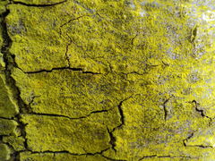 Chrysothrix xanthina