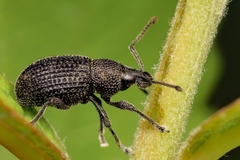Otiorhynchus pinastri