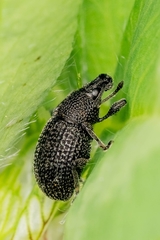 Otiorhynchus pinastri