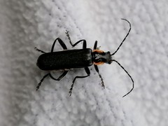 Cantharis obscura