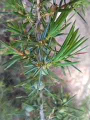 Juniperus communis communis