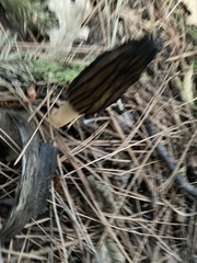 Morchella brunnea