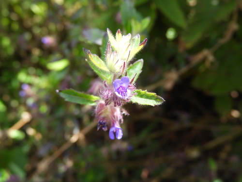 Image of Marsypianthes chamaedrys by (c) Leticia Jiménez Hernández, some rights reserved (CC BY-SA)